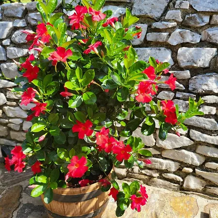 Tatil Evi Zangl Am Seggauberg - Suedsteiermark